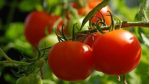 Tomaten