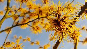 Zaubernuss (<em>Hamamelis</em>)