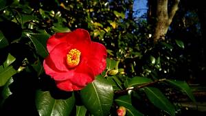 Kamelie (Camellia japonica)