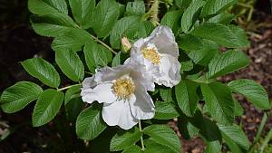 Rosa rugosa