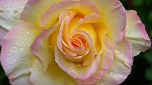 Edelrose Gloria dei