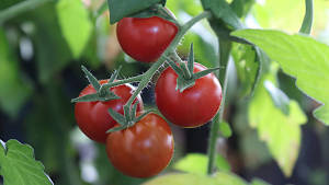 Tomaten