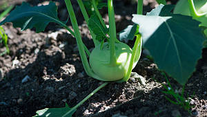 Kohlrabi