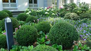 Buchsbaumkugeln und Rhododendren