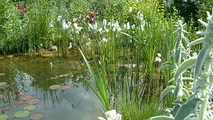 Teich