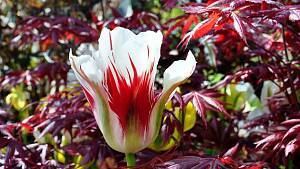 Tulpenblüte