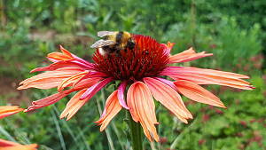 Echinacea