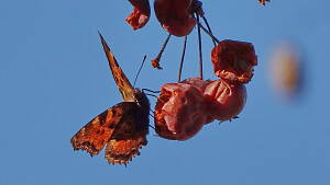 Schmetterling an Zierapfel