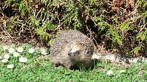 Igel