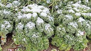 Grünkohl im Schnee