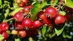 Äpfel am Baum