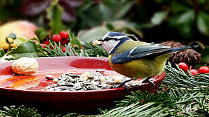 Meise auf einer Tonschale im winterlichen Garten