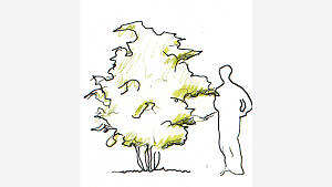 Illustration eines Busches mit einem Menschen daneben