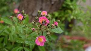 Ramblerrose mit Biene
