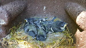 junge Meisen in ihrem Nest