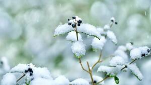 Schnee im Garten