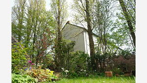 Pappeln am Gartenrand
