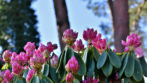 Rhododendron-Strauch