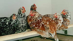 Die 5 Hühner