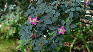 Rosa glauca