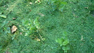 Mulchen mit Grasschnitt