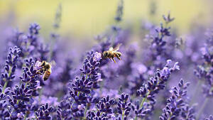 Lavendel