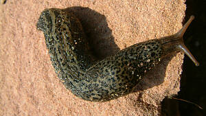 Nützling: Getigerte Schnegelschnecke