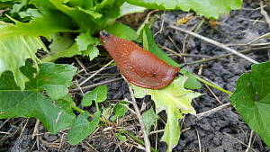 Nacktschnecke an Salat