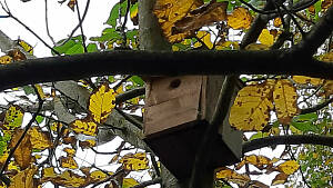 Baum mit Nisthilfe