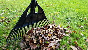 Herbstlaub mit Harke