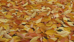 Herbstlaub