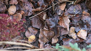 Gartenboden im Dezember