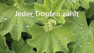 Frauenmantel mit Regentropfen