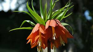 Kaiserkrone