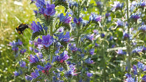 Auf einer Blumenwiese: Natternkopf mit Hummel