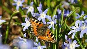 Schmetterling auf Iberis