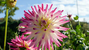 Sommerblüher Dahlie