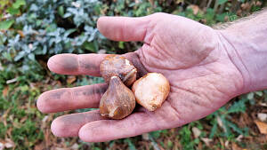 Hand mit Tulpenzwiebeln