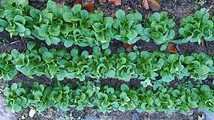 Feldsalat