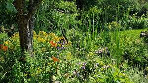 artenreicher Garten im Sommer