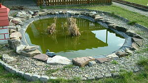 kleiner veralgter Teich mit grünem Wasser