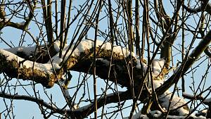 Zweige von Apfelbaum im Winter