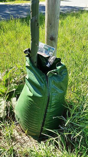 Frisch gepflanzter Baum mit Wassersack