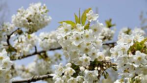 Kirschblüten