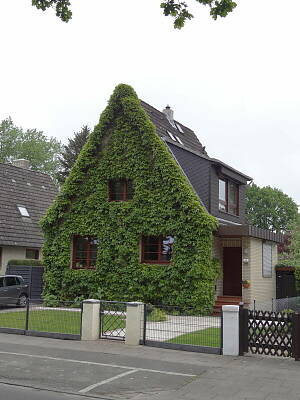 Wilder Wein an Hausfassade