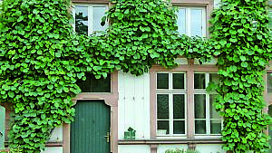 Kiwi als Fassadenbegrünung an Gerüst
