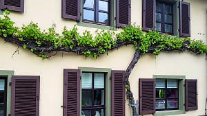 Weinstock Rebe Fassadenbegrünung