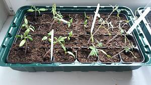 junges Gemüse in Anzuchtplatte mit Sortenetiketten