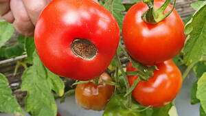 Blütenendfäule an Tomaten