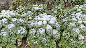 Grünkohl im Schnee